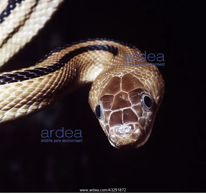 : TRANS-PECOS RAT SNAKE - close up of head : TRANS-PECOS RAT SNAKE - close up of head