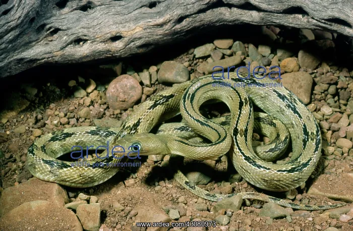 : Trans Pecos Ratsnake : Trans Pecos Ratsnake
