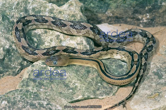 : Trans-Pecos Ratsnake - Texas and Northern Mexico : Trans-Pecos Ratsnake - Texas and Northern Mexico