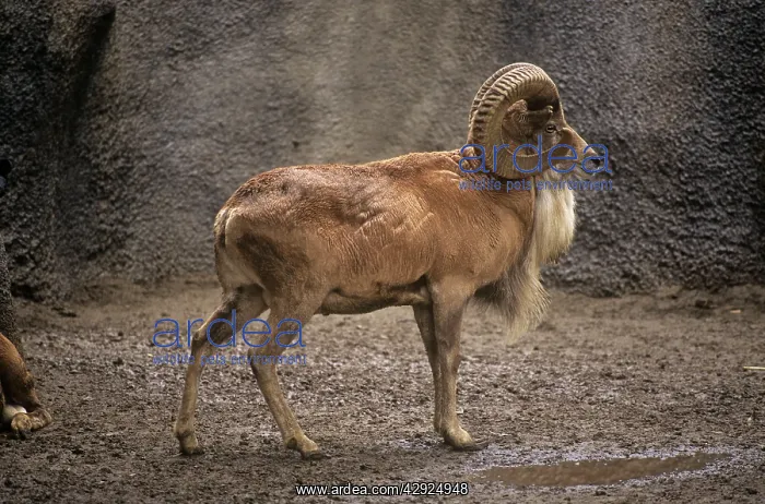 : Transcaspian Mouflon / Urial Sheep : Transcaspian Mouflon / Urial Sheep