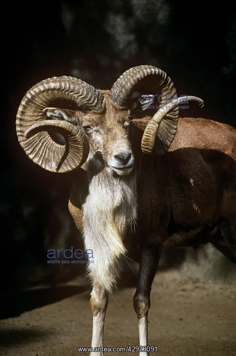 : Transcaspian Mouflon / Urial Sheep - ram : Transcaspian Mouflon / Urial Sheep - ram