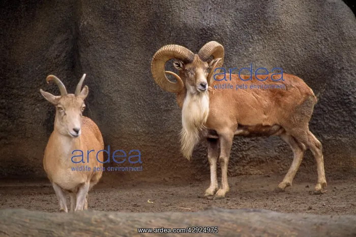 : Transcaspian Urial WIld Sheep - female & male : Transcaspian Urial WIld Sheep - female & male