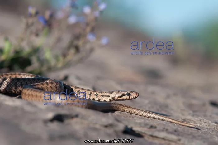 : Transcaucasian Ratsnake : Transcaucasian Ratsnake