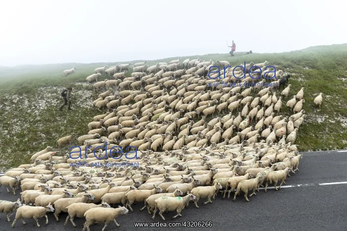 : Transhumance of Boulonnais sheep on Cap Blanc-Nez : Transhumance of Boulonnais sheep on Cap Blanc-Nez