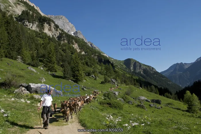 : Transhumance goats to pastures in early summer : Transhumance goats to pastures in early summer