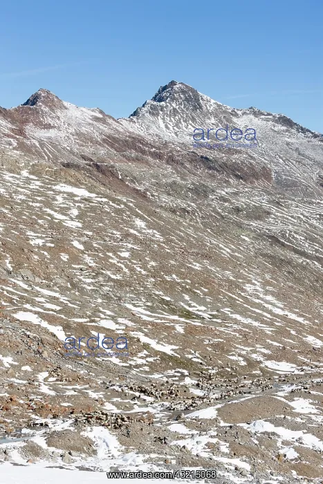 : Transhumance: the great sheep trek across : Transhumance: the great sheep trek across