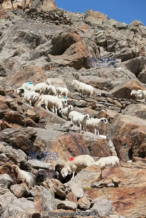: Transhumance: the great sheep trek across : Transhumance: the great sheep trek across