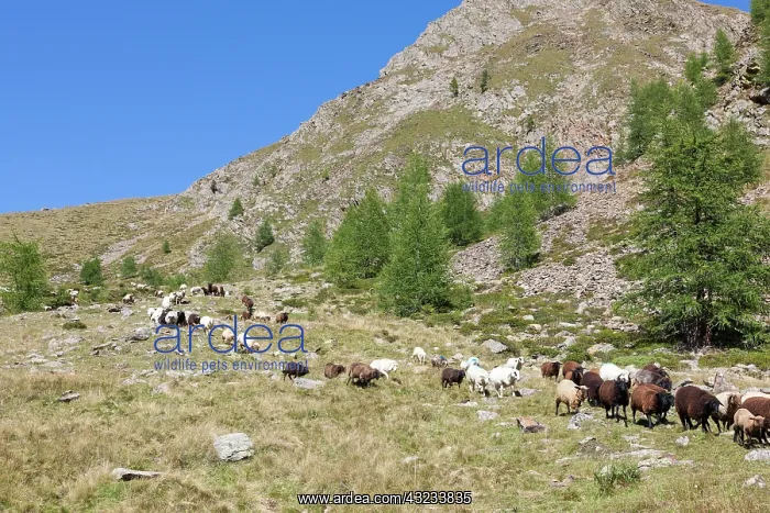 : Transhumance: the great sheep trek across : Transhumance: the great sheep trek across