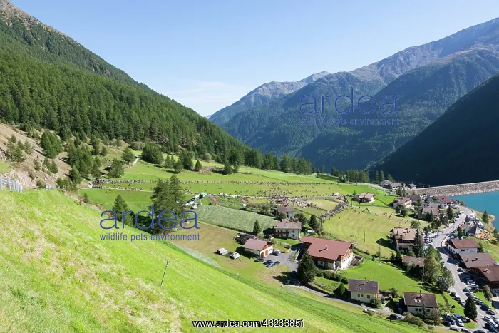 : Transhumance: the great sheep trek across : Transhumance: the great sheep trek across