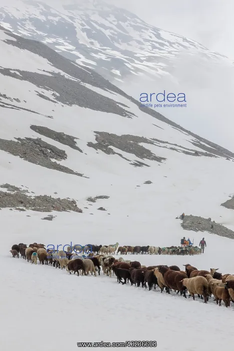 : Transhumance, the great sheep trek across : Transhumance, the great sheep trek across