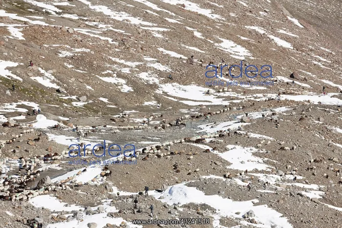 : Transhumance: the great sheep trek across : Transhumance: the great sheep trek across