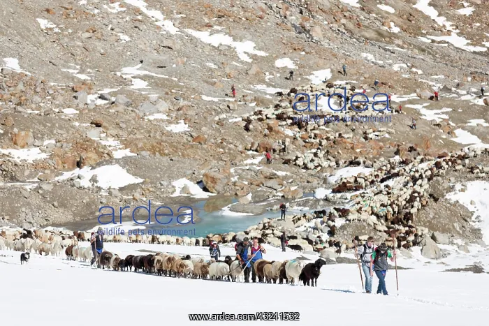 : Transhumance: the great sheep trek across : Transhumance: the great sheep trek across