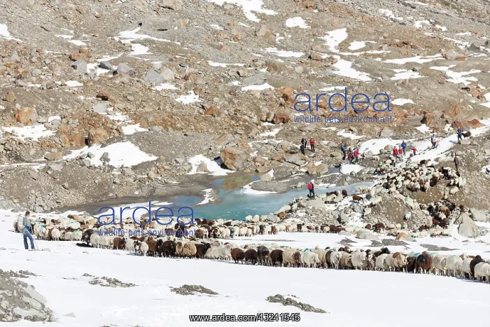 : Transhumance: the great sheep trek across : Transhumance: the great sheep trek across