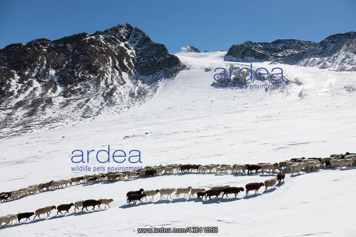  : Transhumance: the great sheep trek across