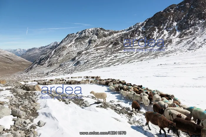 : Transhumance: the great sheep trek across : Transhumance: the great sheep trek across