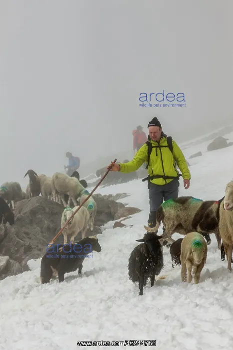 : Transhumance, the great sheep trek across : Transhumance, the great sheep trek across