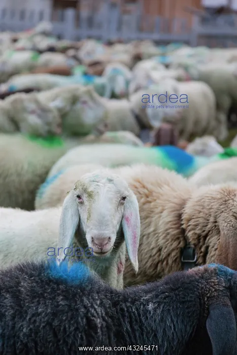 : Transhumance, the great sheep trek across : Transhumance, the great sheep trek across