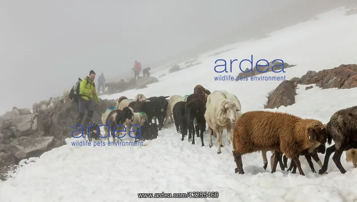 : Transhumance, the great sheep trek across : Transhumance, the great sheep trek across