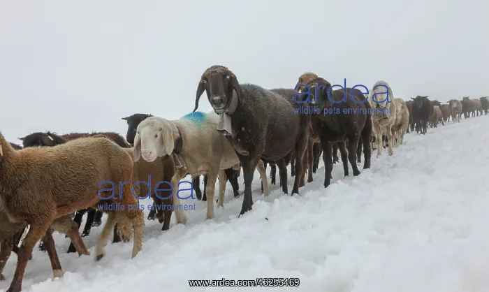  : Transhumance, the great sheep trek across