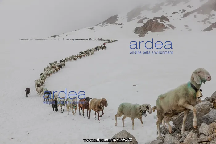 : Transhumance, the great sheep trek across : Transhumance, the great sheep trek across