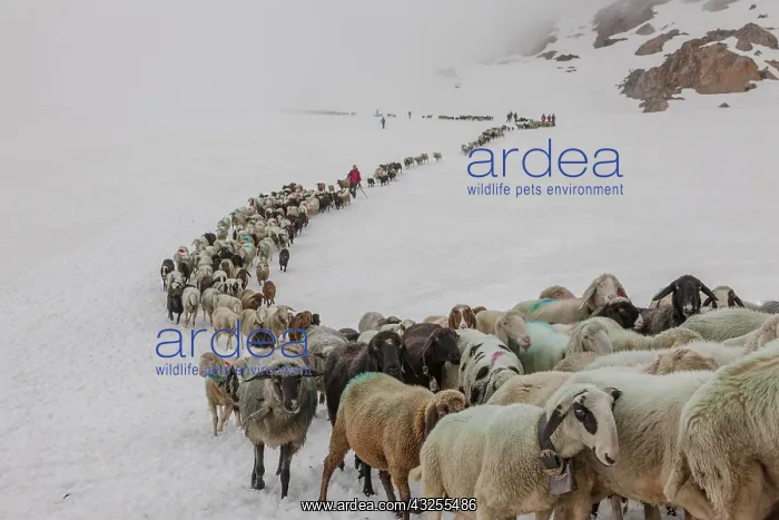 : Transhumance, the great sheep trek across : Transhumance, the great sheep trek across