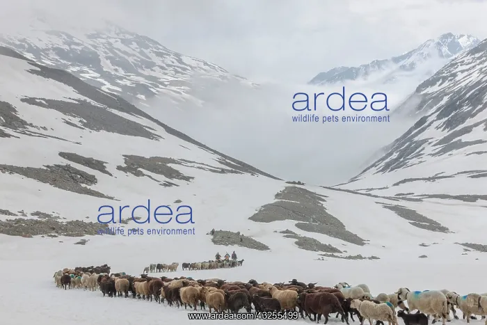 : Transhumance, the great sheep trek across : Transhumance, the great sheep trek across