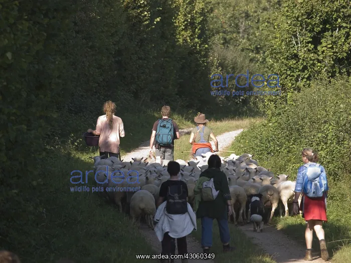 : Transhumance of Ile-de-France Sheeps in the Jura France : Transhumance of Ile-de-France Sheeps in the Jura France