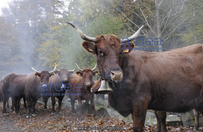  : Transhumance of Salers cows in autumn Vosges France
