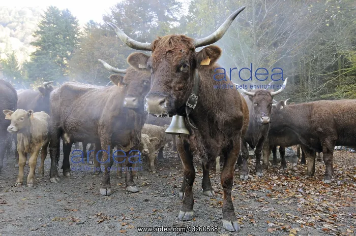 : Transhumance of Salers cows in autumn Vosges France : Transhumance of Salers cows in autumn Vosges France