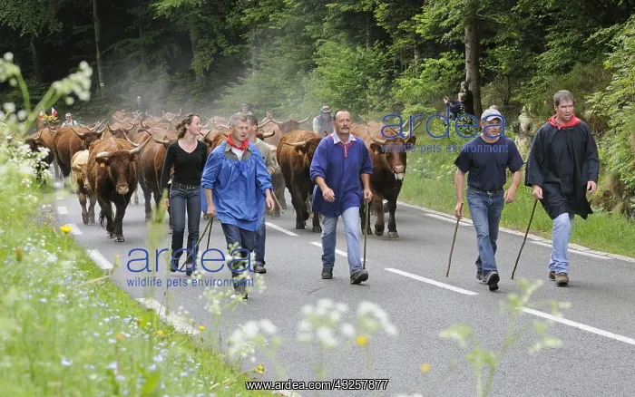  : Transhumance of Salers cows in spring Vosges France