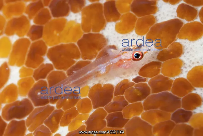 : Translucent Coral Goby - on coral covered by Acoel : Translucent Coral Goby - on coral covered by Acoel