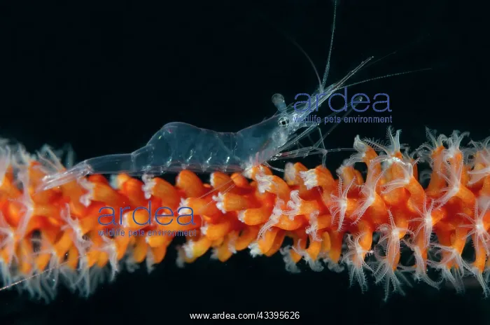 : Translucent Gorgonian Shrimp : Translucent Gorgonian Shrimp