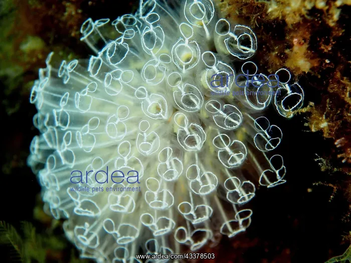 : Translucent sea squirt (Clavelina Dellavallei) : Translucent sea squirt (Clavelina Dellavallei)