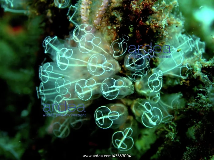 : Translucent sea squirt (Clavelina Dellavallei) : Translucent sea squirt (Clavelina Dellavallei)