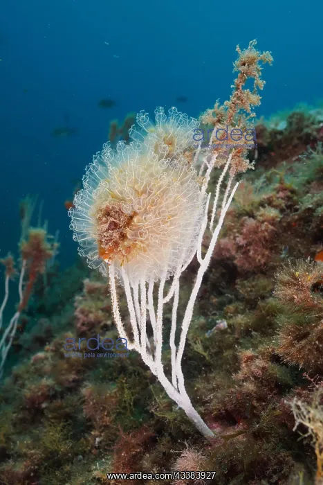 : Translucent sea squirt (Clavelina Dellavallei) on : Translucent sea squirt (Clavelina Dellavallei) on