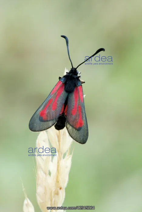  : Transparent burnet - Top view with wings partly open