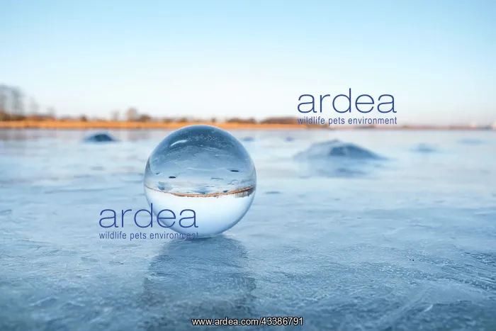 : Transparent glass orb on a frozen lake with ice : Transparent glass orb on a frozen lake with ice