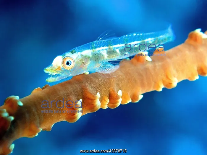 : Transparent gorgonian dwarf goby (Bryaninops tigris) : Transparent gorgonian dwarf goby (Bryaninops tigris)