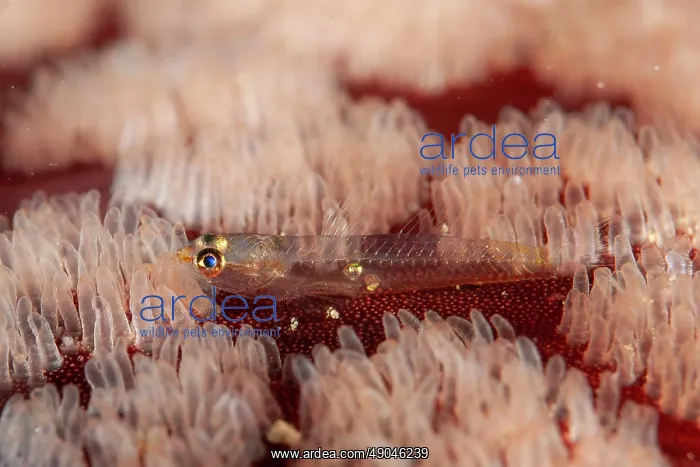 : Transparent larval Pleurosicya Goby : Transparent larval Pleurosicya Goby