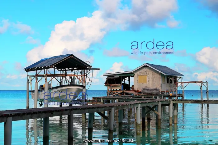 : transplant with his stilt house and his boat lifting : transplant with his stilt house and his boat lifting