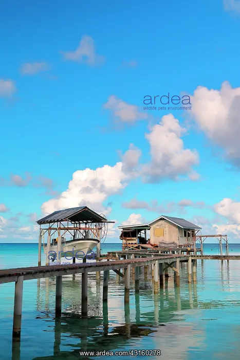 : transplant with his stilt house and his boat lifting : transplant with his stilt house and his boat lifting