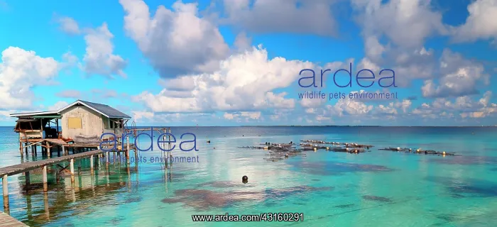 : transplant with his stilt house and his boat lifting : transplant with his stilt house and his boat lifting