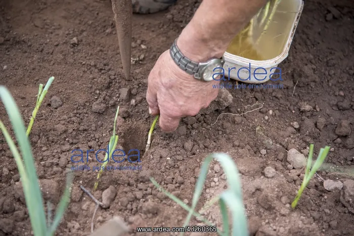 : Transplanting leeks : Transplanting leeks