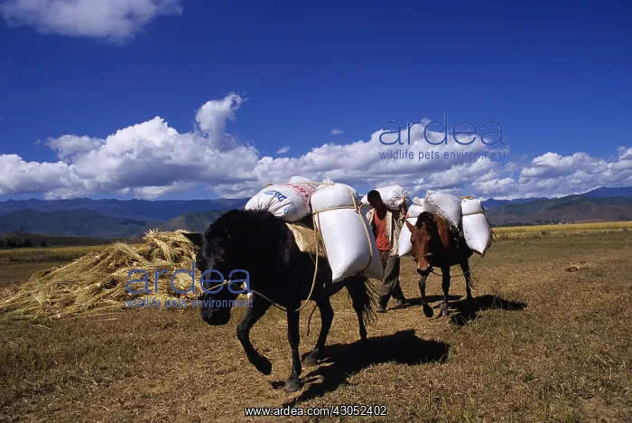 : Transport bags of rice on horseback Yunnan : Transport bags of rice on horseback Yunnan