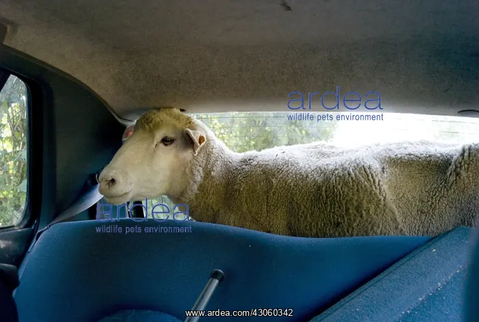 : Transport of a Ile-de-France Sheep during transhumance : Transport of a Ile-de-France Sheep during transhumance