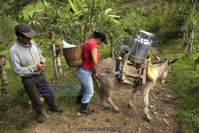 : Transport of milk on a Ass Irubi High Andes Imbabura : Transport of milk on a Ass Irubi High Andes Imbabura