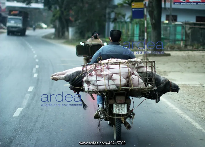 : Transport of Pigs motorcycle - Hanoi Vietnam : Transport of Pigs motorcycle - Hanoi Vietnam