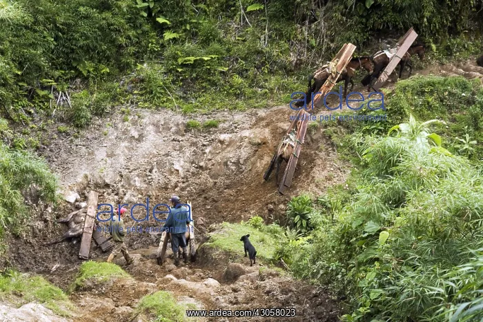 : Transport of planks of wood from hight elevation forest : Transport of planks of wood from hight elevation forest