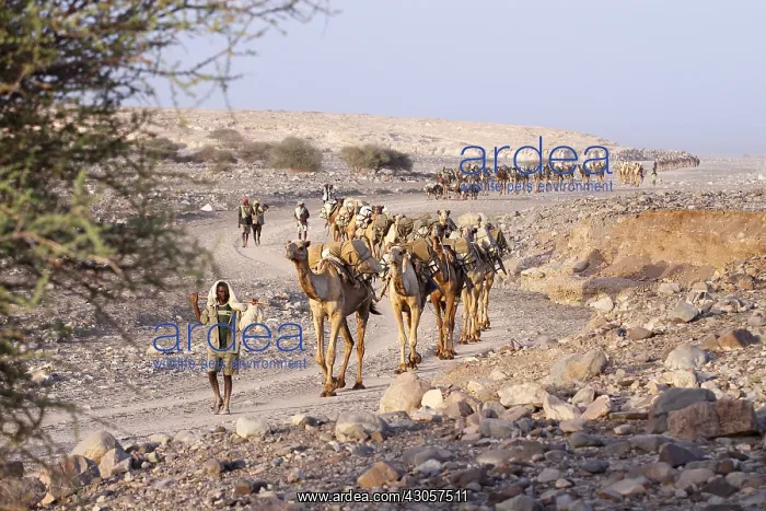 : Transport salt lake Karoum Ethiopia Danakil Depression : Transport salt lake Karoum Ethiopia Danakil Depression