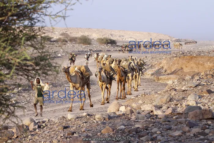 : Transport salt lake Karoum Ethiopia Danakil Depression : Transport salt lake Karoum Ethiopia Danakil Depression